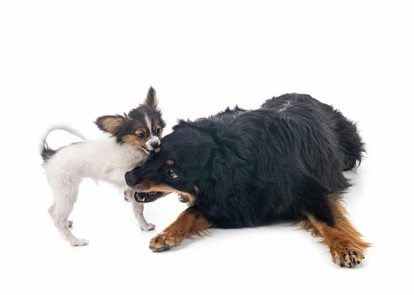 Quelles sont les meilleures pratiques pour observer et photographier les papillons lors d'un camping printanier?